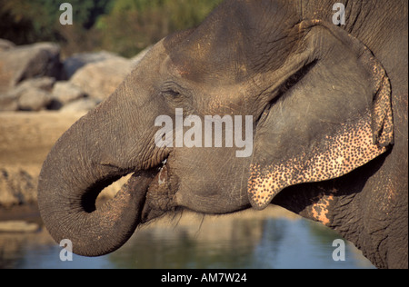 Elefante asiatico Elephas maximus close up mostra tronco essendo usato per bere acqua Foto Stock