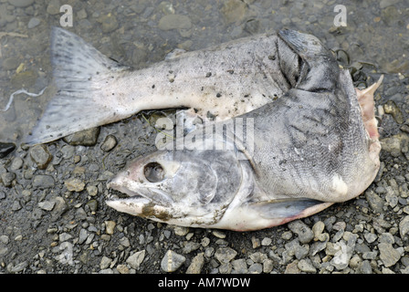 Salmoni del Pacifico, morì dopo la deposizione delle uova, Alaska, STATI UNITI D'AMERICA Foto Stock