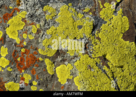 Licheni colorati su una roccia, Yukon, Canada Foto Stock