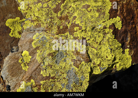 Licheni colorati su una roccia, Yukon, Canada Foto Stock