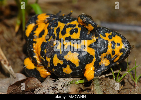 Ululone dal ventre giallo (Bombina variegata) Foto Stock