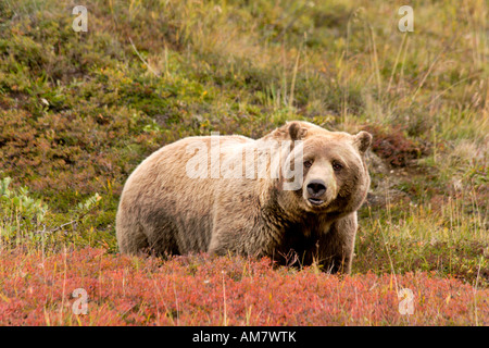 Orso grizzly, Ursus arctos horribilis, maschio, Alaska, STATI UNITI D'AMERICA Foto Stock