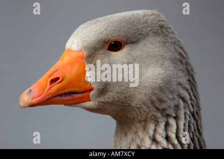Graylag goose (Anser anser) Foto Stock