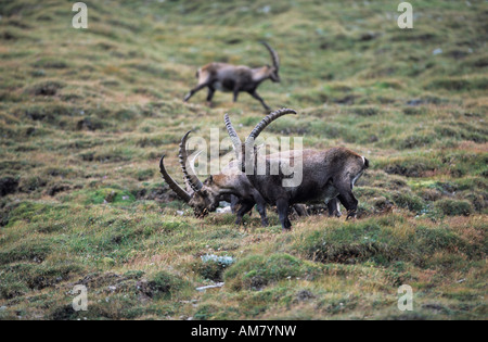 Stambecco delle Alpi (Capra ibex), Gruppo dei maschi adulti. Foto Stock