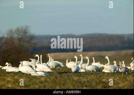 Giovani cigni whooper (Cygnus cygnus) e cigni (Cygnus olor) Foto Stock