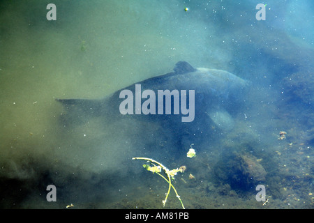 Carpa di grandi dimensioni alimentazione in margini poco profonde del fiume Tamigi nel centro di lettura 1 Foto Stock