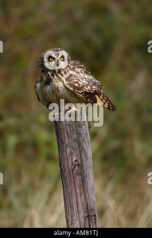 Corto-eared gufo comune (asio flammeus) Foto Stock