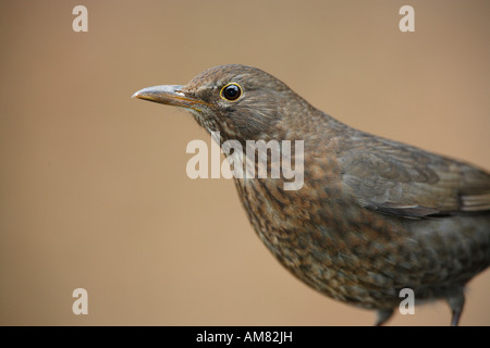 Merlo femmina, Turdus merula Foto Stock