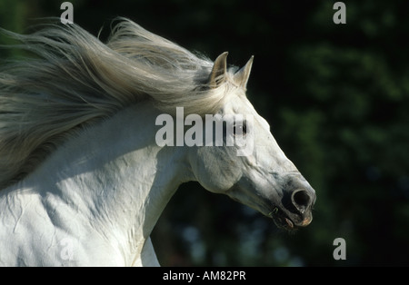 Cavallo andaluso (Equus caballus), ritratto di stallone in galoppo con la criniera fluente Foto Stock