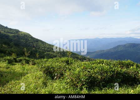 Il luogo è Ponmudi in Kerala, India Foto Stock