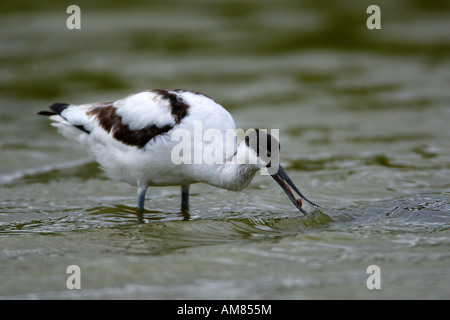 Pied avocet (Recurvirostra avosetta) Foto Stock