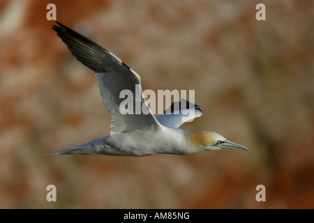 Northern gannet (Sula bassana) battenti Foto Stock