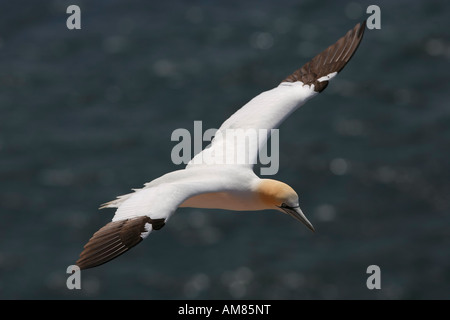 Northern gannet (Sula bassana) battenti Foto Stock