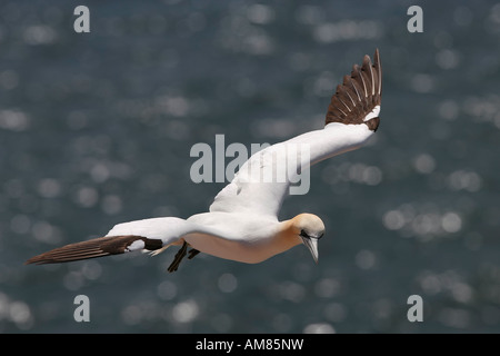 Northern gannet (Sula bassana) battenti Foto Stock