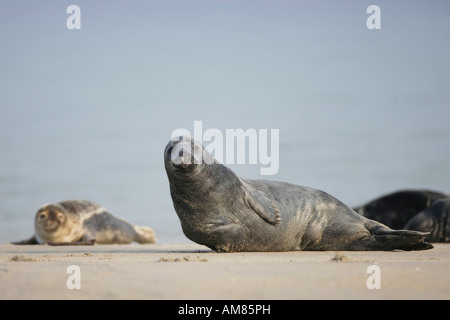 Le foche grigie (Halichoerus grypus) sulla spiaggia Foto Stock