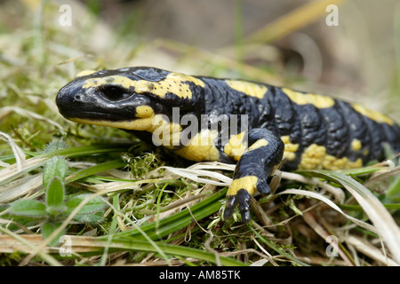 Salamandra pezzata (Salamandra salamandra) Foto Stock