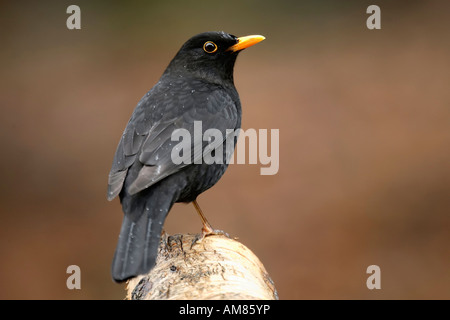 Merlo maschio (Turdus merula) su un trunk Foto Stock