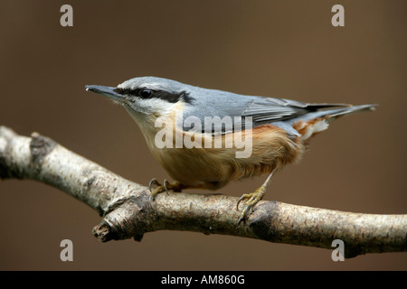 Eurasian picchio muratore Sitta europaea, uccello dell'anno 2006 Foto Stock