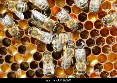 Api su un favo di miele Foto Stock