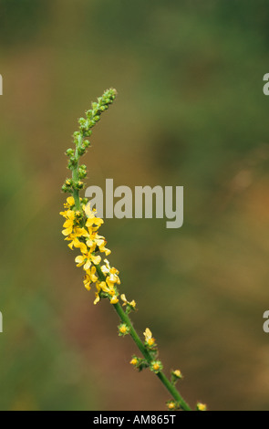 Agrimony Agrimonia eupatoria flower spike Foto Stock