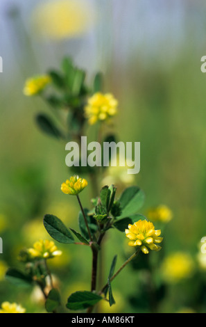 La luppolina Medicago lupulina in fiore Foto Stock