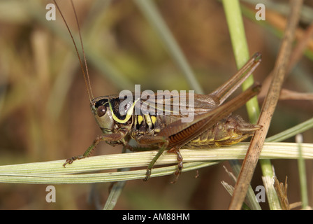 Roesel's bush-cricket (Metrioptera roeseli) Foto Stock