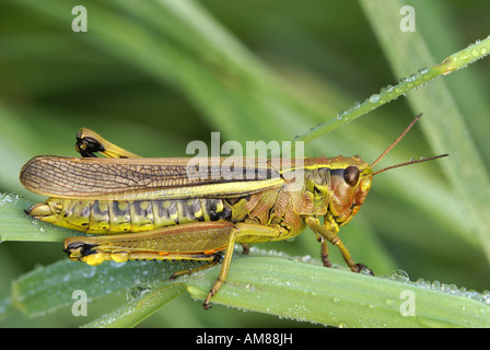 Grasshopper (Stetophyma grossum) Foto Stock