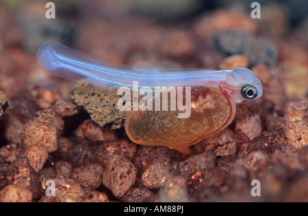 La trota arcobaleno (Oncorhynchus mykiss) Foto Stock