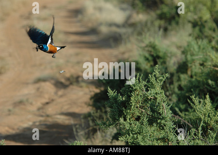 Kenya Samburu Riserva nazionale del Kenya di Starling superbo Lamprotornis superbus con il pescato del giorno nella sua bill Foto Stock