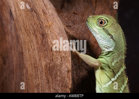 Acqua cinese dragon (Physignathus cocincinus) captive Foto Stock