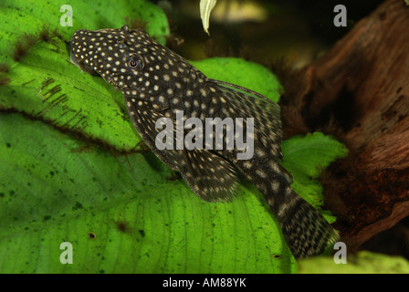 Bushynose (Ancistrus dolichopterus) captive Foto Stock