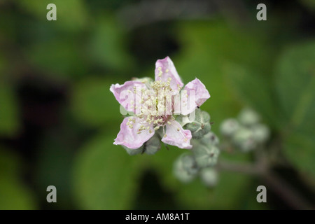 Rovo Rubus fruticosus fiore Foto Stock