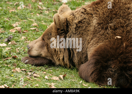 L'orso bruno (Ursus arctos), testa giacente sulla zampa anteriore Foto Stock