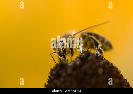 Il miele delle api (Apis mellifera) sul fiore di Echinacea fiore Foto Stock