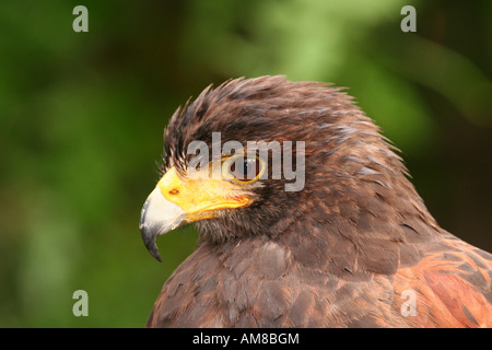 Harris Hawk - Parabuteo Unicinctus Foto Stock