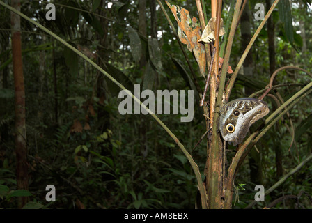 Foresta gigante farfalla Civetta Caligo eurilochus Iquitos Perù Foto Stock