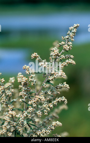 Artemisia Artemisia vulgaris in fiore Foto Stock