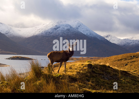Red Deer stag in piedi di fronte a montagne di Glen Garry nel West Highlands della Scozia Foto Stock