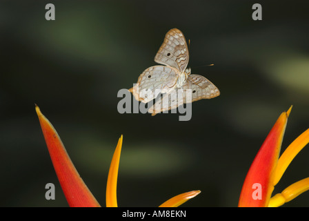 White farfalla pavone Anartia jatrophae in volo Costa Rica Foto Stock