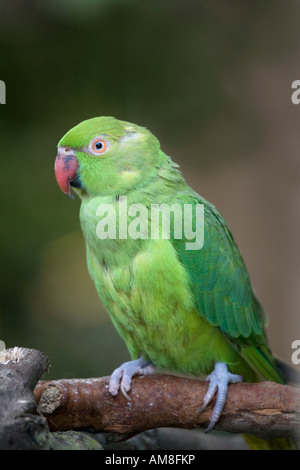 Collo ad anello parrocchetto Psittacula krameri Foto Stock