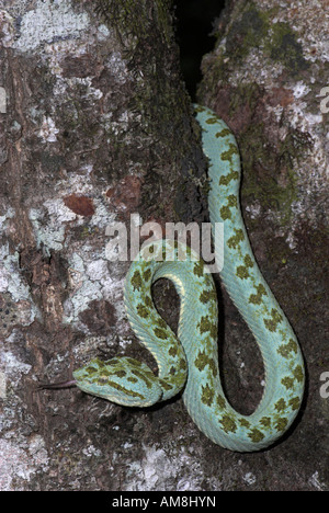 Tintura ciglia Viper Snake Bothriechis schlegelii Costa Rica Foto Stock