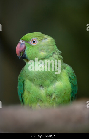 Collo ad anello parrocchetto Psittacula krameri Foto Stock
