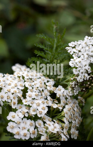 Achillea Achillea millefolium Foto Stock