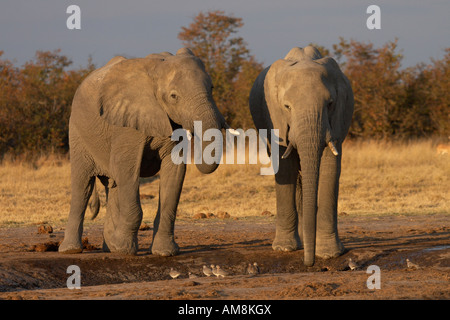 Bull elefanti africani a Waterhole (Loxodonta africana) Foto Stock