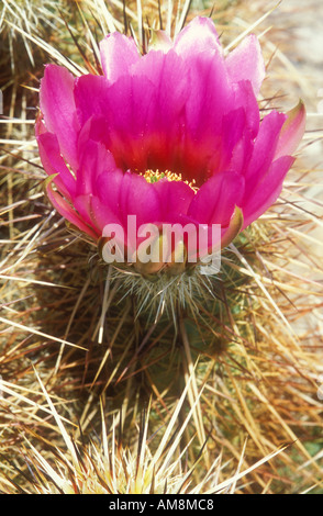 Porcospino o Claret cup cactus Foto Stock