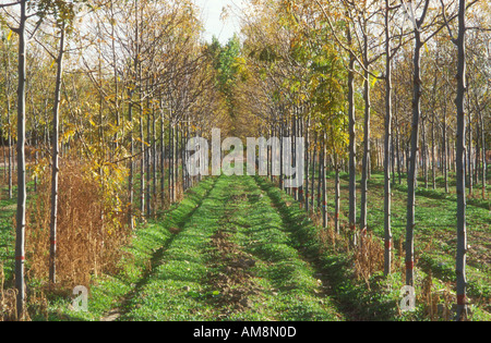Avenue di giovani piantati tress Foto Stock