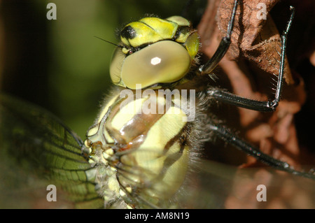 Libellula Aeshnid in close up concentrandosi sugli occhi composti e muscoli parafango Foto Stock