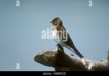 Northern alato ruvida swallow seduti sul pesce persico Foto Stock