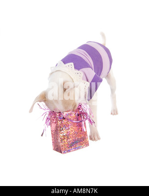 Carino Chihuahua cucciolo con naso all'interno della rosa regalo di compleanno sacchetto indossando maglietta viola isolato su sfondo bianco Foto Stock