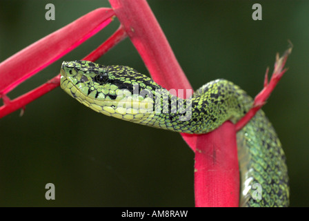Nero screziato Palm Pitviper Snake Bothriechis nigroviridis Costa Rica Foto Stock